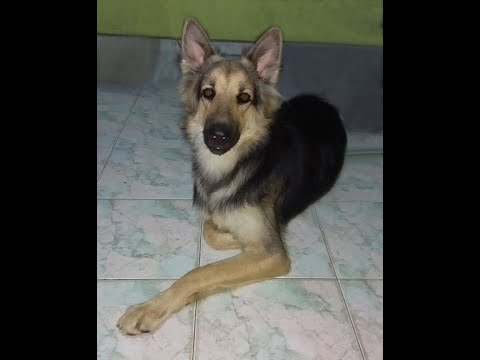 Although the dog is big, it is afraid of a small cat.