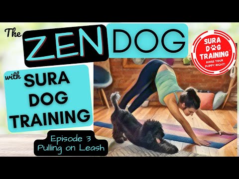 The Zen Dog by Sura Dog Training - EP 3: Pulling On Leash #dogtraining