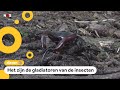 Vliegend hert: grootste kever van Nederland duikt steeds vaker op
