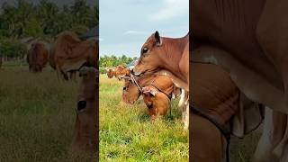Download lagu Kerumunan sapi makan rumput hijau #cow #sapilucu #animals #reels #farming #sapi #trending mp3 Download lagu Kerumunan sapi makan rumput hijau #cow #sapilucu #animals #reels #farming #sapi #trending mp3
