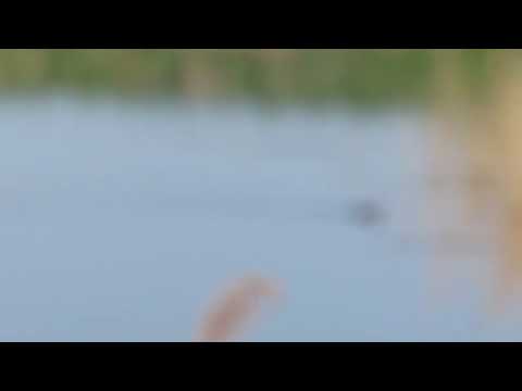 Rechot żab i kumkanie kumaków nizinnych. 10.05.2022 rok