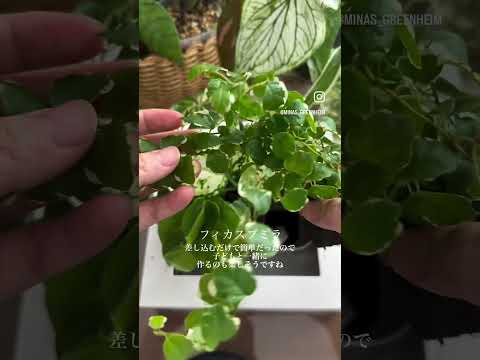 光を必要としない屋内植物 zamioculcas plant zz