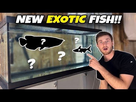 Raising Future Monster Fish for my 8,000G Indoor Pond!!