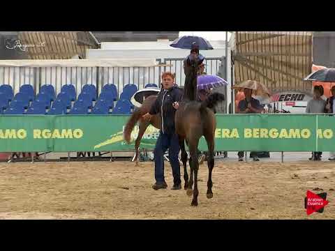 N.82 SS DOMINGO - Bergamo 2018 - Futurity Colts (Class 13)