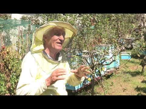 Boja meda ep. 133 22.09.2020. Prihrana i korišćenje pogača, med od vreska, pčelinji ubod