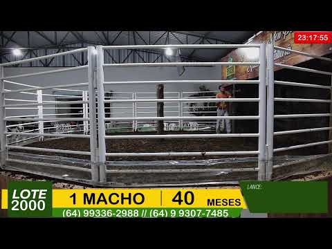 BRASIL LEILÕES - SÃO LUIS DE MONTES BELOS - GO - 19/11/2025