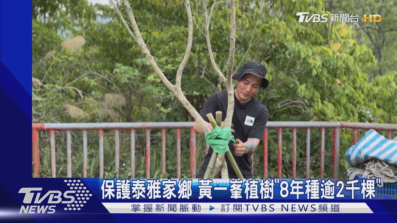 8年種逾2千棵！　黃一峯打造「泰雅流蘇花海」曝植樹曾動念放棄