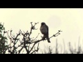 Roodpootvalk - Falco vespertinus | Red-footed Falcon.