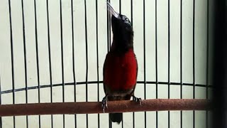 Download lagu pancingan KONIN kolibri ninja auto nyaut GACOR dan... mp3