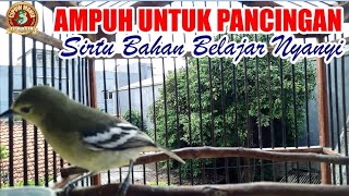 Download lagu Ampuh Untuk Pancingan Bunyi : Cipoh / Sirtu Bahan Belajar Berkicau mp3