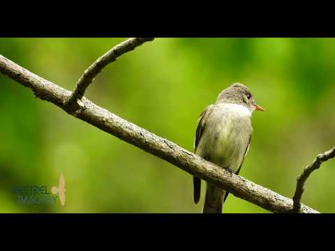 pamuchár lesný (Contopus virens) — hlas a správanie v prírode