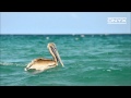 Marbert Rocel - My Bed (Nico Pusch Bootleg ...
