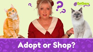 Adopt or Shop A Guide to Choosing the Right Cat for You