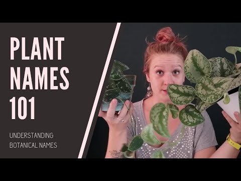 image-What do Latin plant names mean?