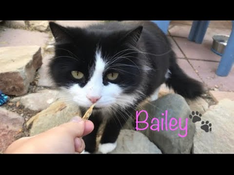 Bailey, an adoptable Tuxedo in Williamsburg, NM_image-1