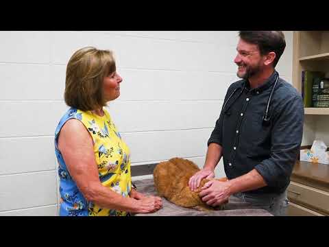 Beauchamp Animal Hospital YouTube video thumbnail 10