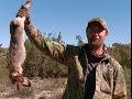 How to Call in Rabbits. Here's How! BOW HUNT How to Call in Rabbits. Here's How! BOW HUNT