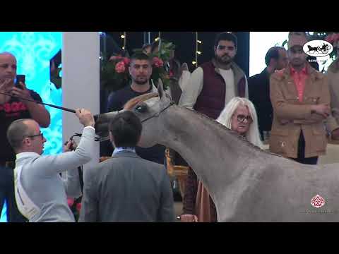 N 1 SEREEN AA   Straight Egyptian World Championship 2021