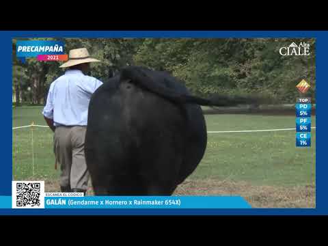 💥 CIALE Alta- Toro GALAN - Angus Negro #desfileprecampaña2021