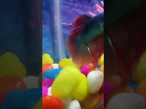 Betta Fish lover.. Fighter  active fish, #nature #instrument #animals #music #ritwika