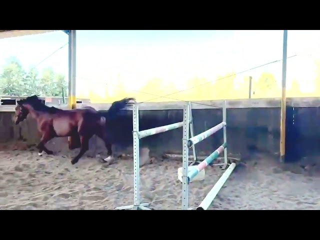 A vendre cheval entier de 3 ans CSO