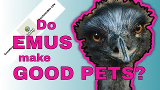 Do Emus Make Good Pets?