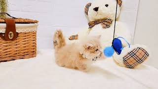 スコティッシュフォールドの動画01