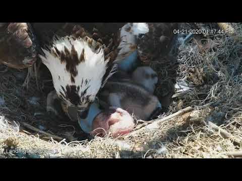 First Look At Youngest Osprey Chick Just Minutes After Hatching – April 21, 2020