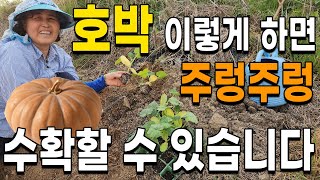 호박 이렇게 하면 원하는대로 수확할 수 있습니다. 호박 심는법 호박재배 호박다수확