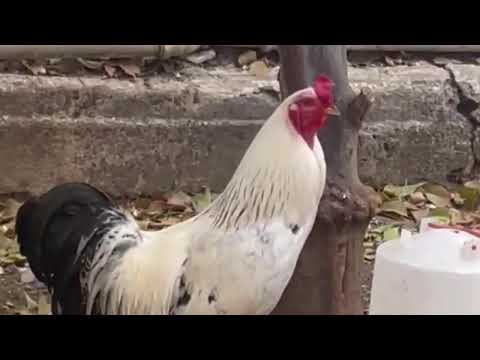 Rooster 🐓 Crowing Compilation Plus      #rooster #youtube #viral
