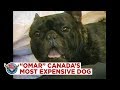 Meet Omar Sharif De La Parure The Most Expensive Dog In Canada 1989