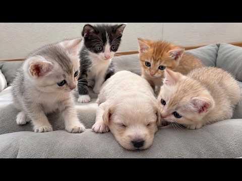 YouTube 썸네일