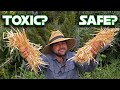 Straw Is Amazing For Your Garden IF It S Safe