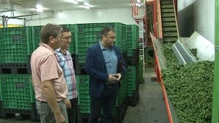 Proizvodnja krastavaca u Kozarskoj Dubici - prilog RTV KD 