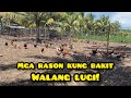MGA RASON KUNG BAKIT WALANG LUGI SA MANUKAN