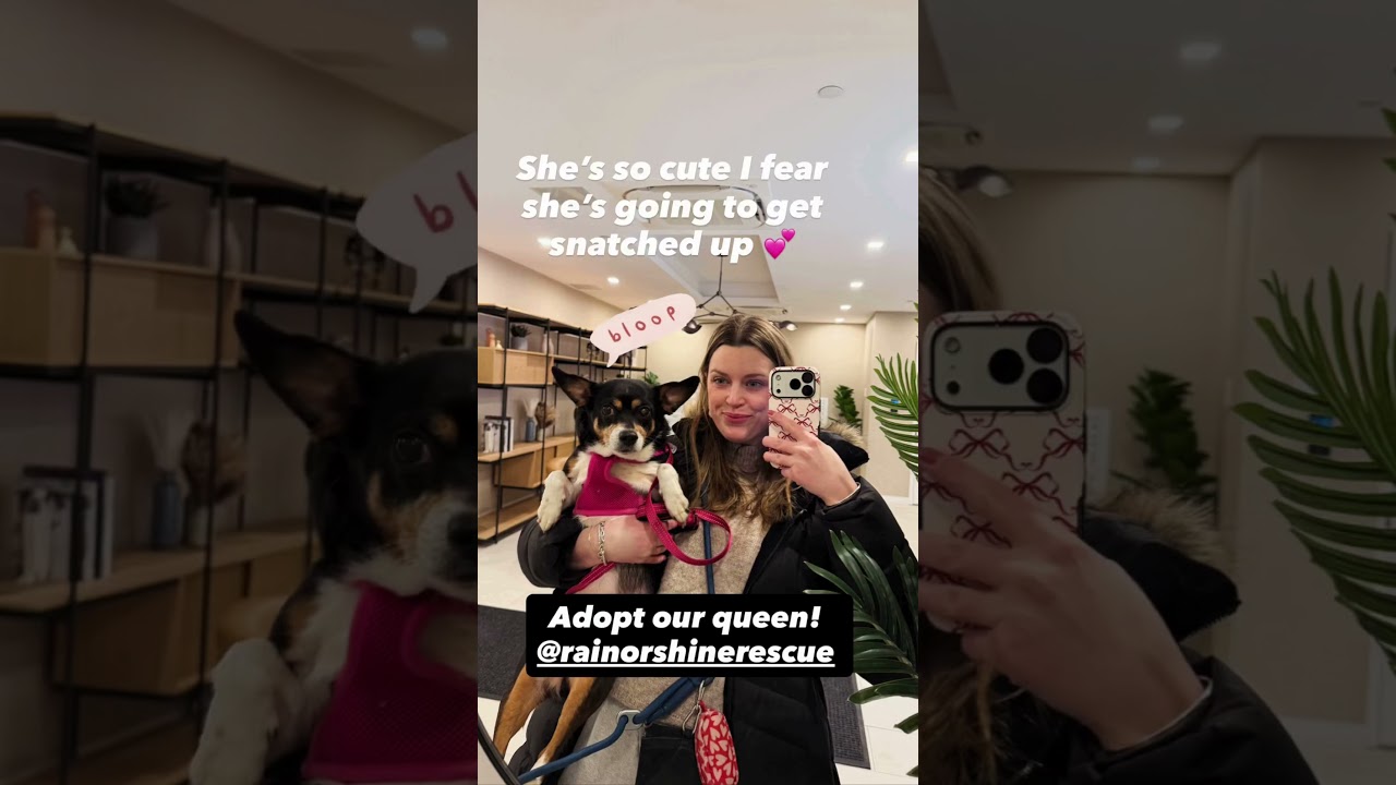 Enlarge The Bloop, an adopted mixed breed in New York, NY video 5/5