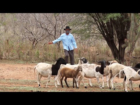 Produtor rural Caldeirão Grande do Piauí aposta em caprinos e ovinos para corte 20 11 2021