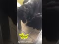 Absolute Animal A Machine Conor McGregor ️ Shorts Dog Funny Animals Best