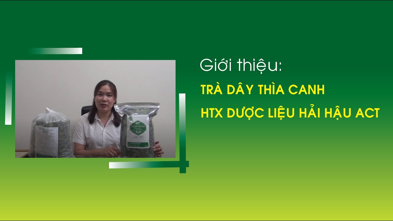 Giới thiệu sản phẩm trà dây thìa canh Hải Hậu ACT