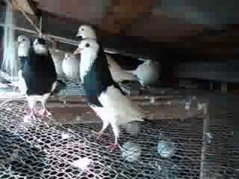 Bohemian Steller Cropper exhibition pigeon
