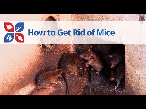  How to Get Rid of Mice Video 