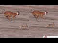 Coursing Greyhounds Vs Wild Rabbits