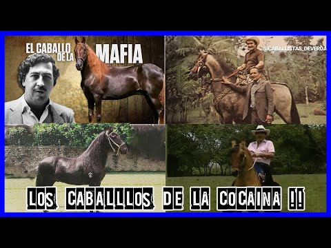 The Real HORSES of the Colombian MAFIA