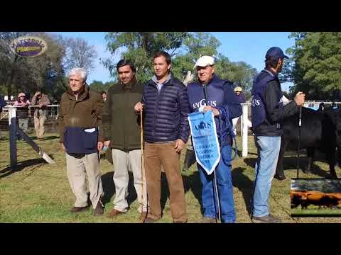 Angus expo otoño 2018 Jura Corral