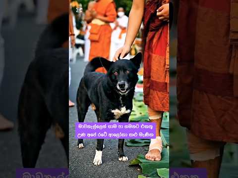 ආලෝකා වගේම පා සාම පා ගමනට එකතු උණ කළු 🙏 #dog #buddha ##doglove