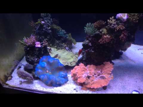 7" and 6" xhatch trigger  pair FS