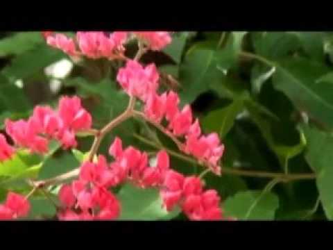 Colah Colah - The Bees Dubplate Studio3 Sound