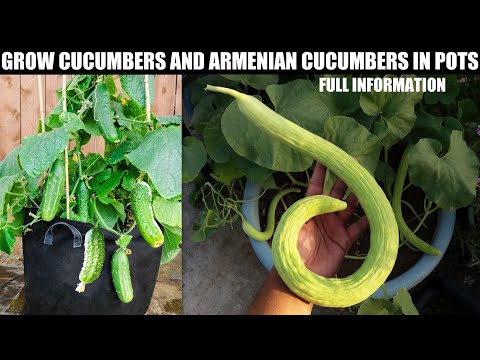 , title : 'How to Grow Cucumbers at Home with Many Fruits | EASY WAY'