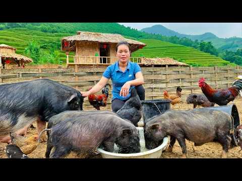 How I Built My Organic Farm: Feeding Wild Boars & Cooking Pig Feed | 90 Mins Movie