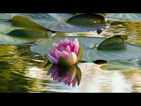 BEST WESTERN PLUS Lincoln Sands Suites Lincoln City OR 97367